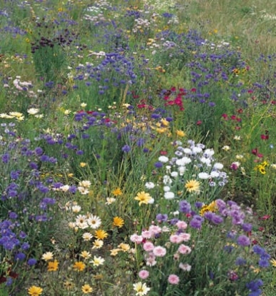 Picture of Wildflower Mixture For Hedgerow And Light Shade (Containing Grass)